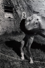 Waiting for a Bath, Fair Grounds, New Orleans, LA