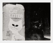 Cat Litter, NYC