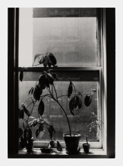 Plant in Window, NYC