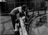 Duck Pond, NYC