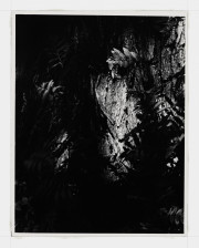 Untitled [Closeup of a Tree]