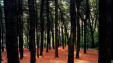 Forest Park, Pine Forest
