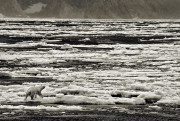 Polar Bear, Cumberland Sound, Baffin Island, Nunavut