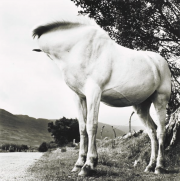 White Horse