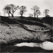 Wicklow Trees